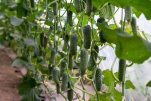 Cucumber