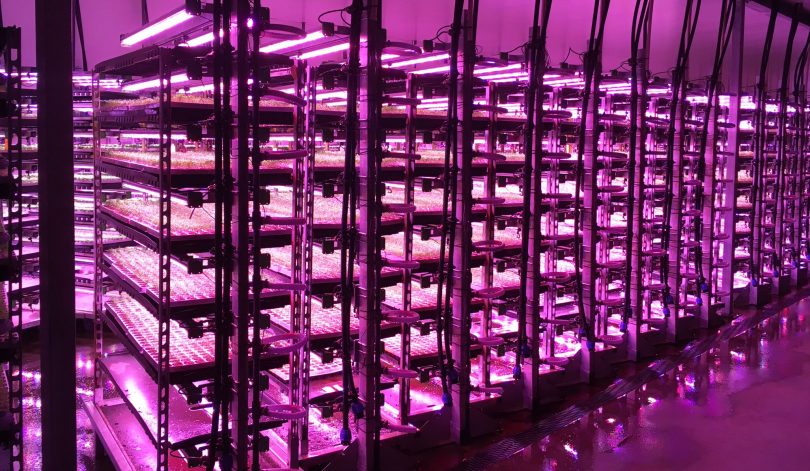 Vertical farming at SPISA with heliospectras Siera led lights