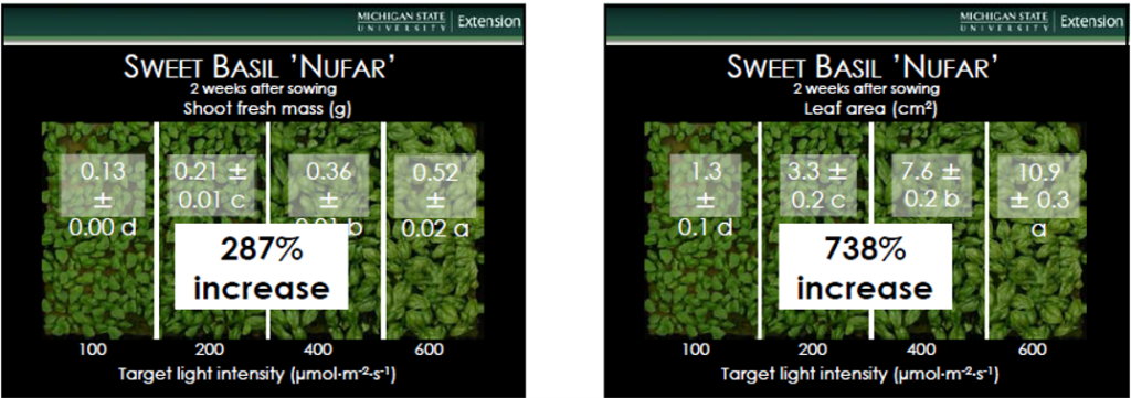Two graphs showing sweet basil "nufar", left graph showing a 287% increase in shoot fresh mass. Right graph showing a 738% increase in leaf area
