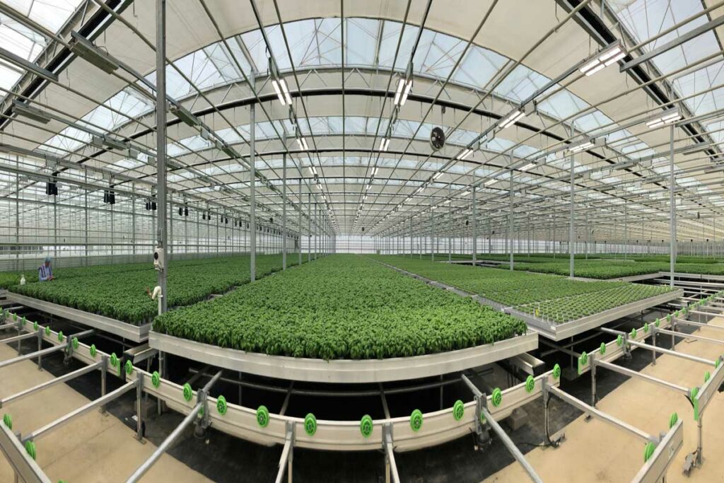 Bridge farm group greenhouse with Mitra X led lights