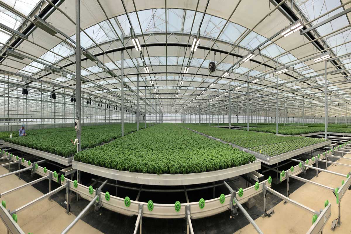 Bridge farm group greenhouse with Mitra X led lights