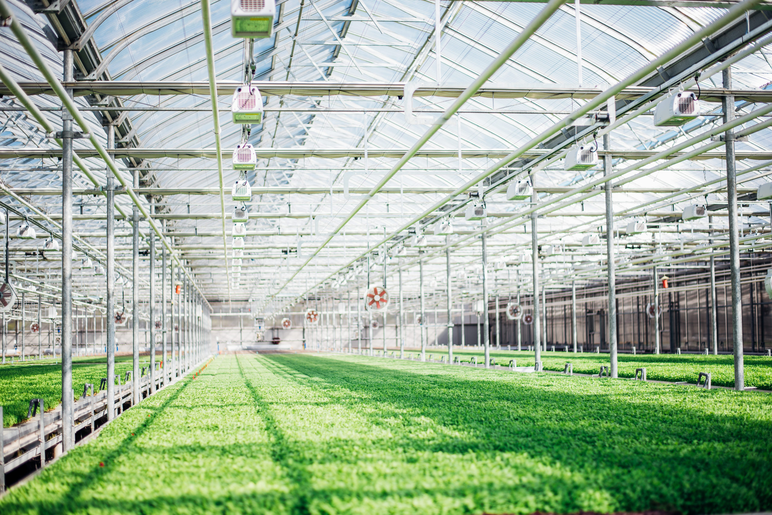 Greenhouse