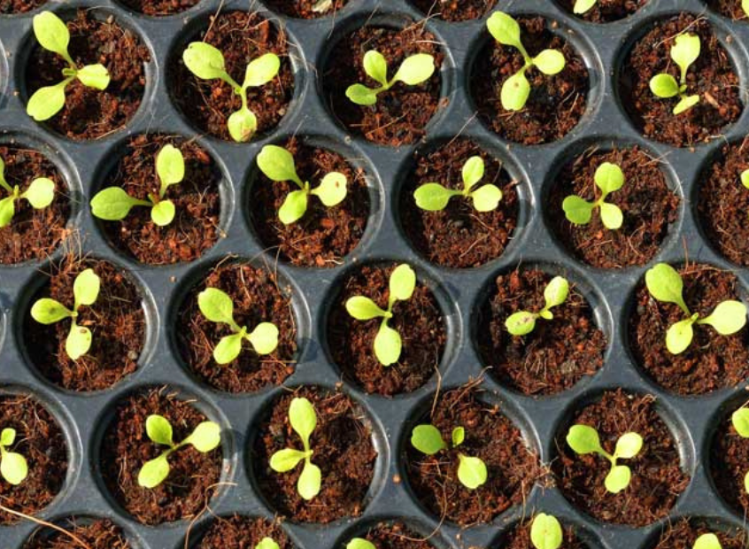 small crops