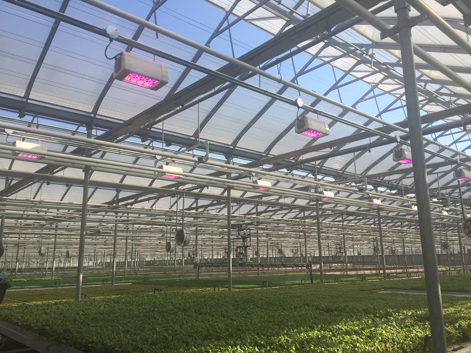 Elixia led grow lights at Greenbelt Greenhouse