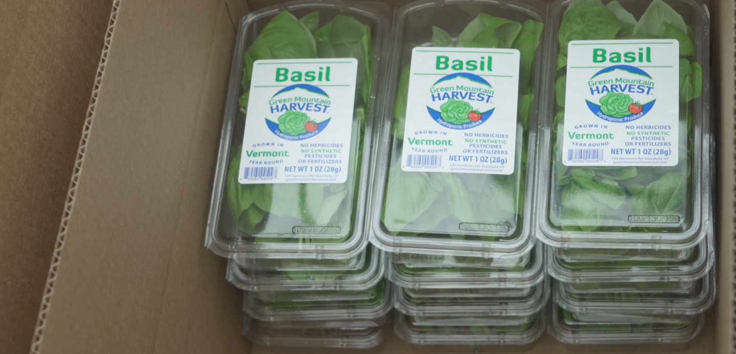 Basil harvets