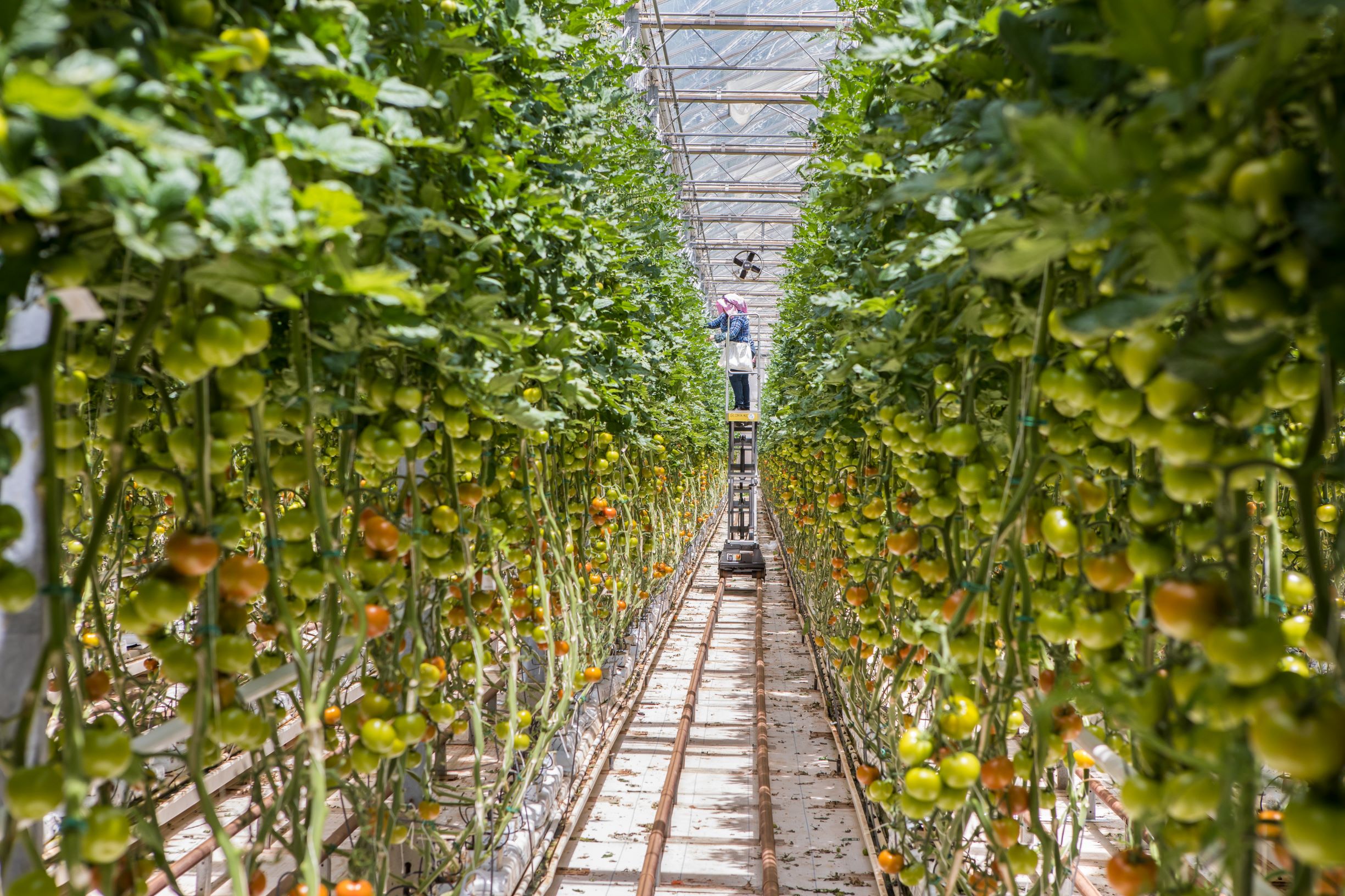 tomatoes in a greenhouse