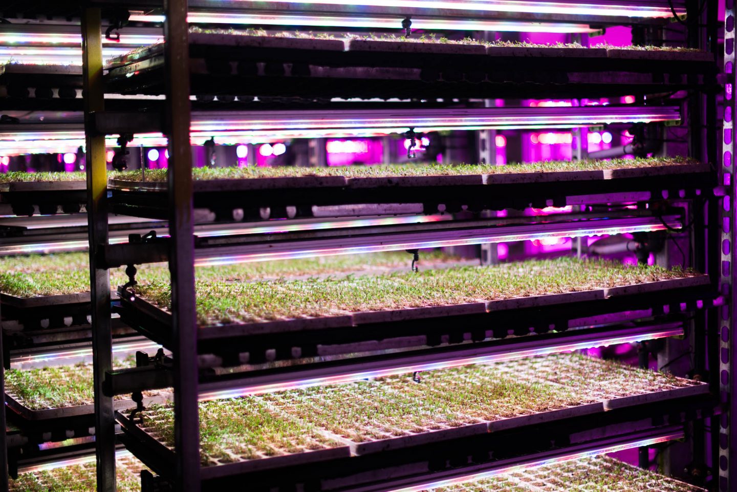 crops grown under siera led grow lights