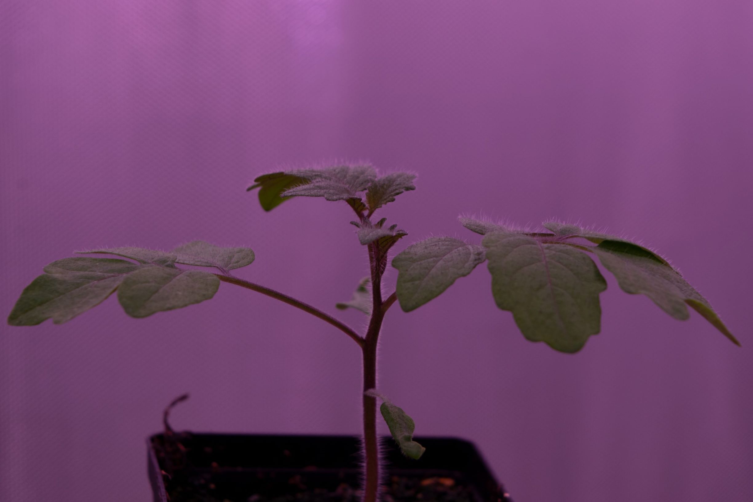 tomato seedling