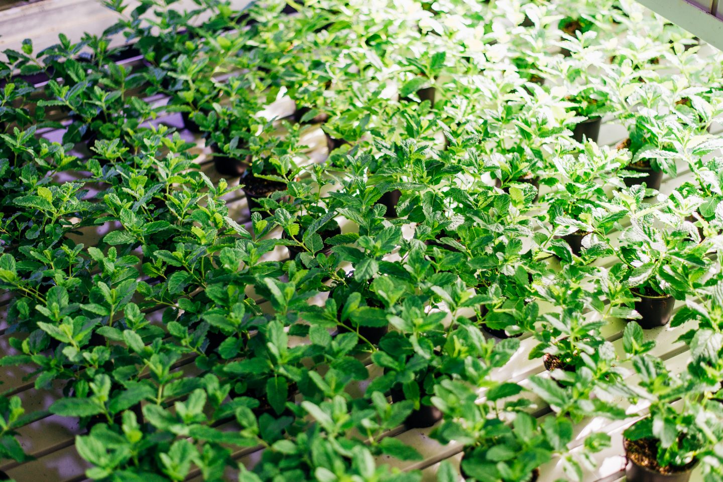 potted basil