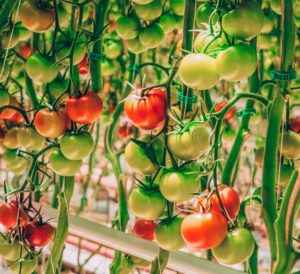tomato