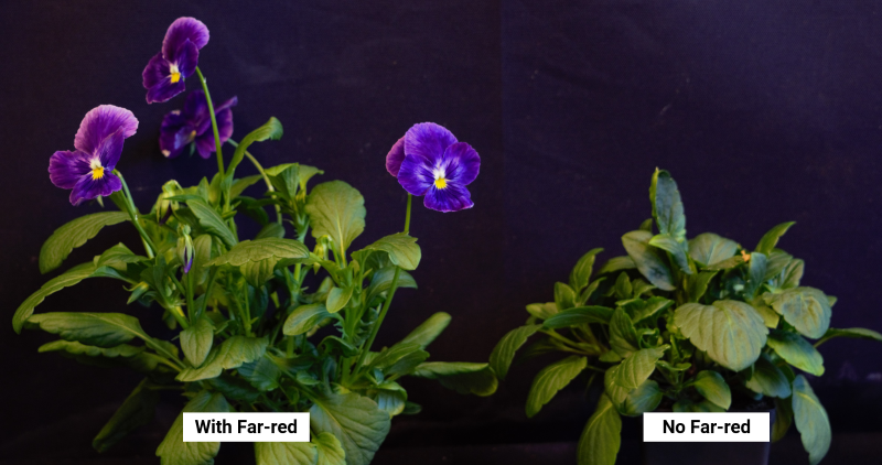 Pansies with far-red and without far-red