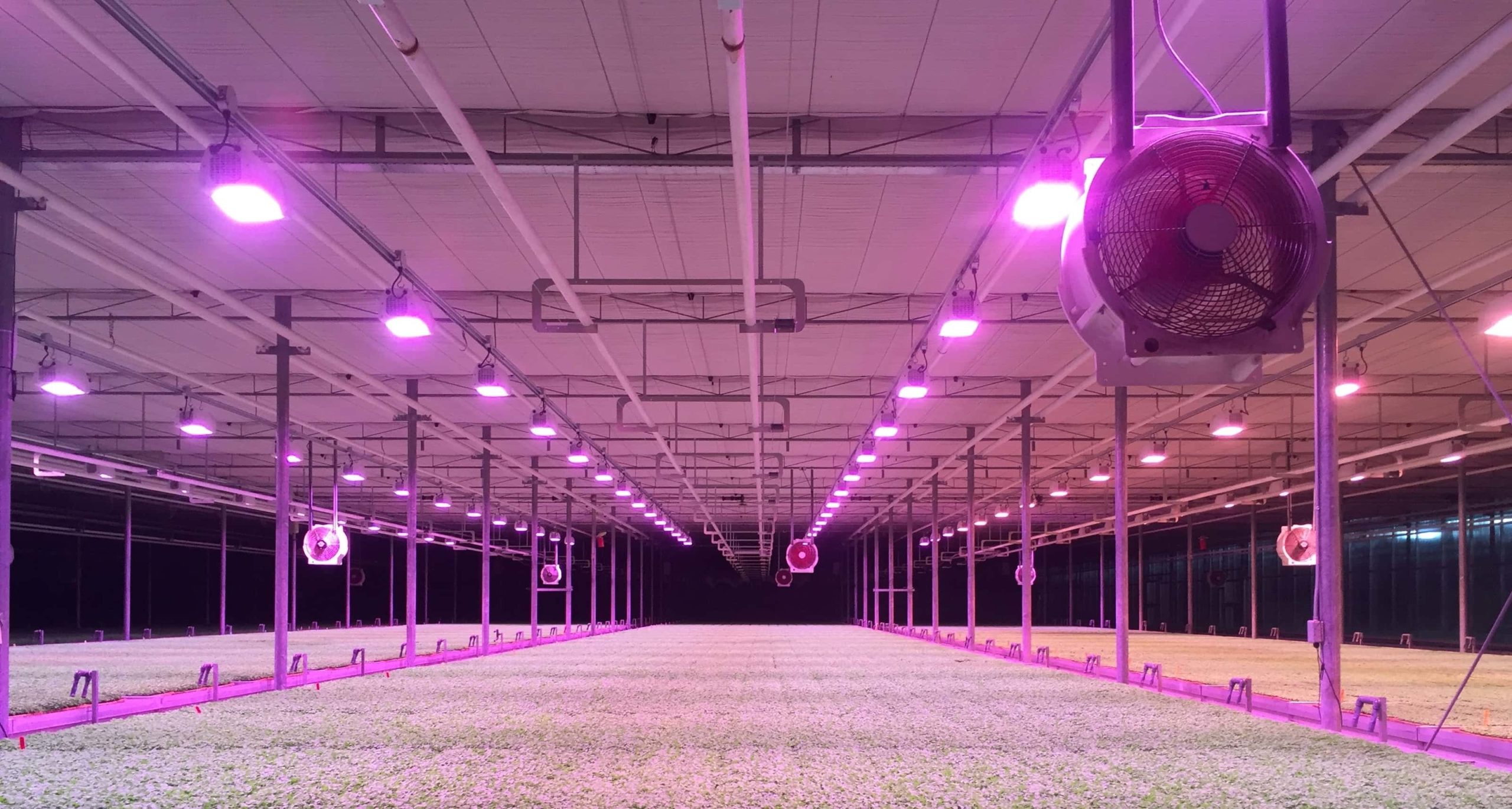 greenhouse with elixia led grow lights