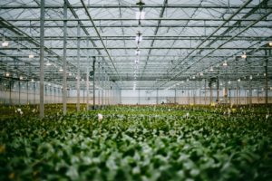 Doble H nurseries greenhouse