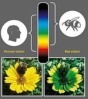 Yield, Quality or Both? - Heliospectra