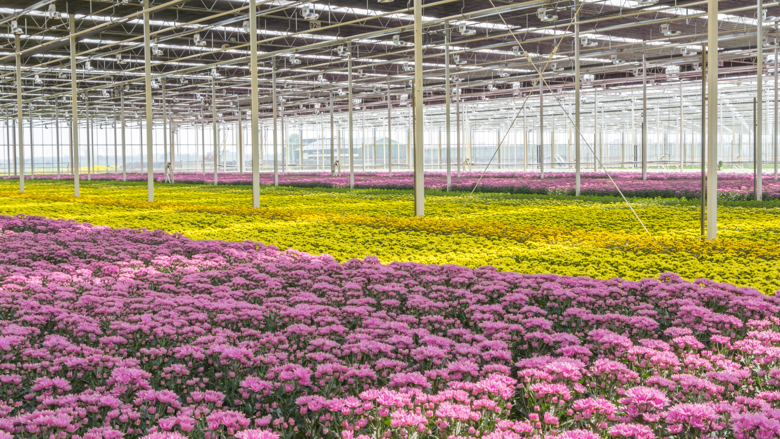flowers in greenhouse