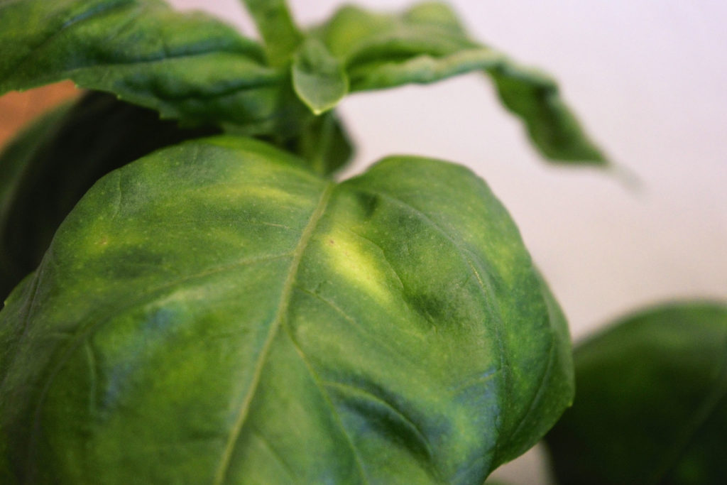 close-up on a basil leaf