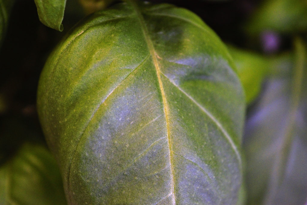 close-up on a basil leaf