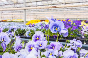 Pansies in greenhouse