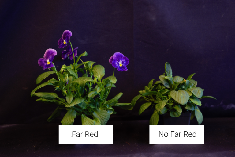 Pansies with far-red and no far-red