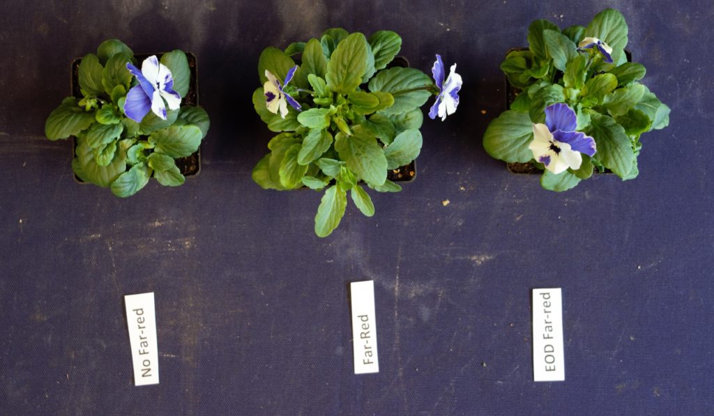 pansies with far-red, no far-red and far-red at the end of the day