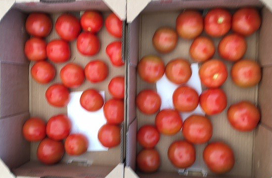 tomatoes