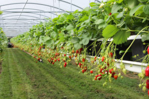 Strawberrys