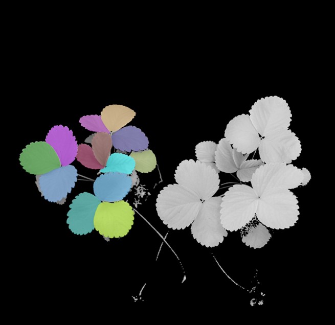 AI mapping of strawberry leafs