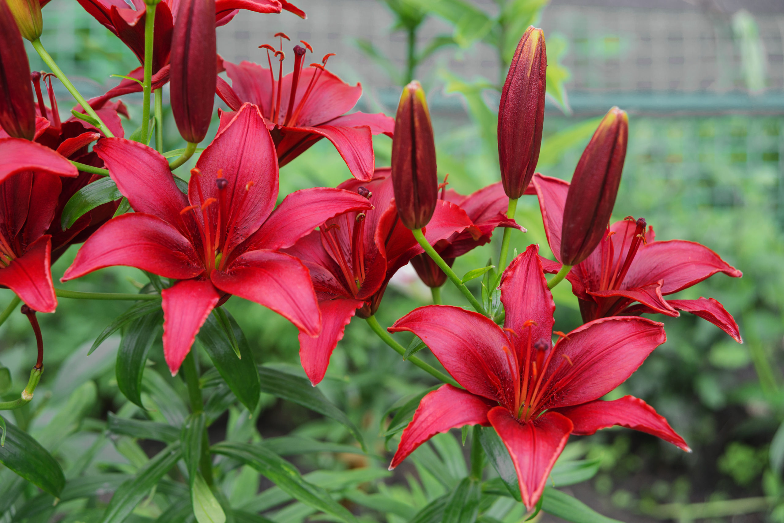 Red lilies