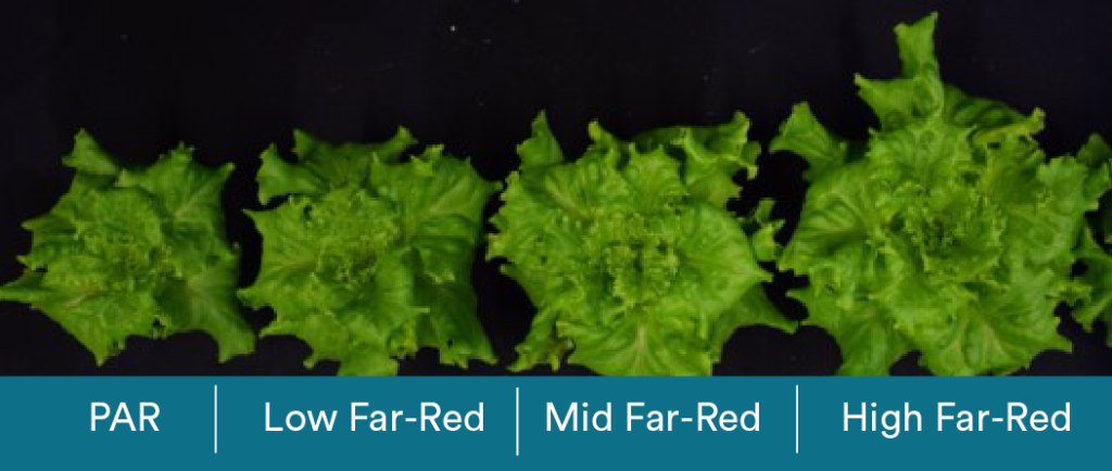 Lettuce with gradient FR