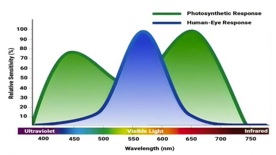 Graph showing photosynthetic responses and human- eye responses in wavelenths (nm)