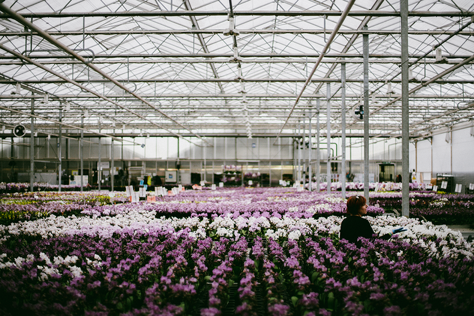 Greenhouse with orchide