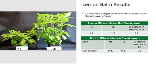 Lemon balm results from trial