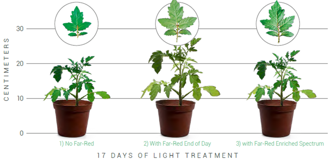 Graph showing tomato crops with 1 days of light treatment