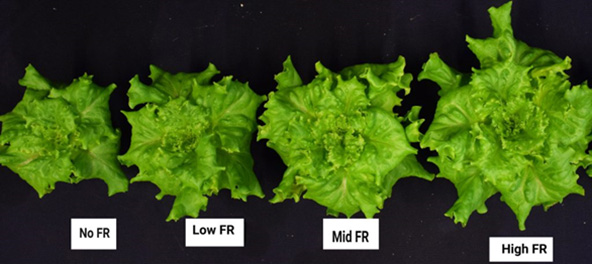 Lettuce with no far-red, low far-red, mid far-red and high far-red