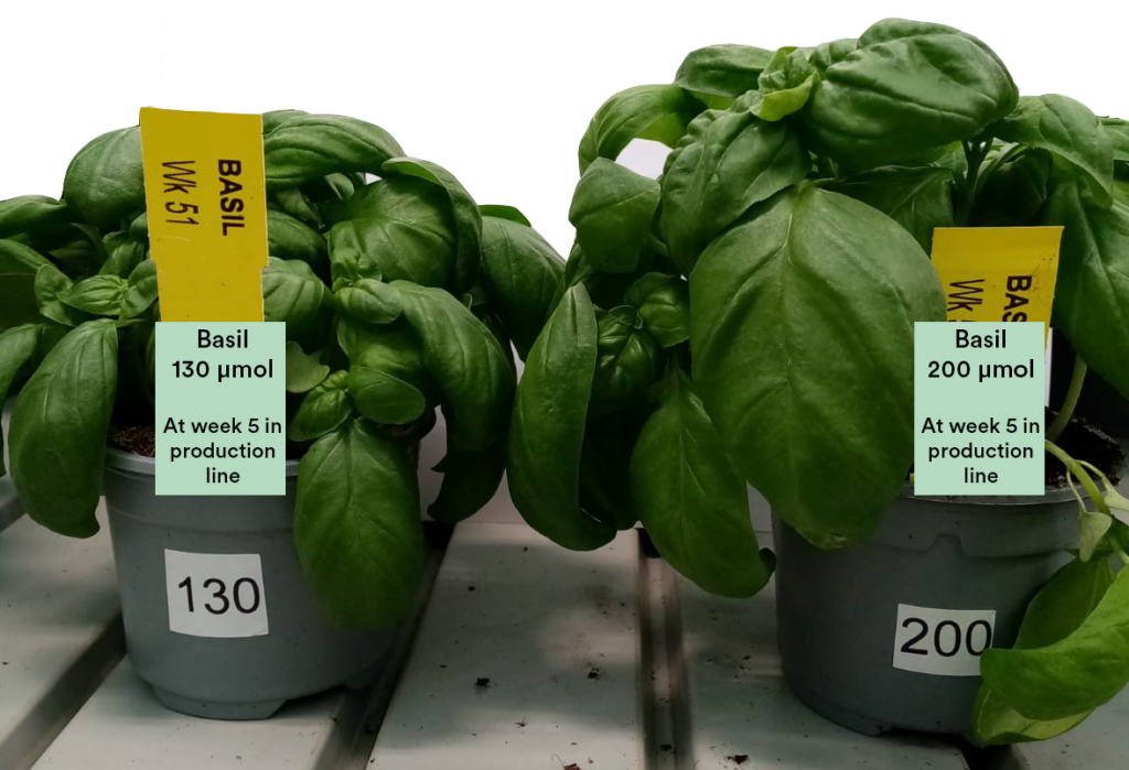 Basil to the left: 130 µmol at week 5 in production line. Basil to the right: 200 µmol at week 5 in production line