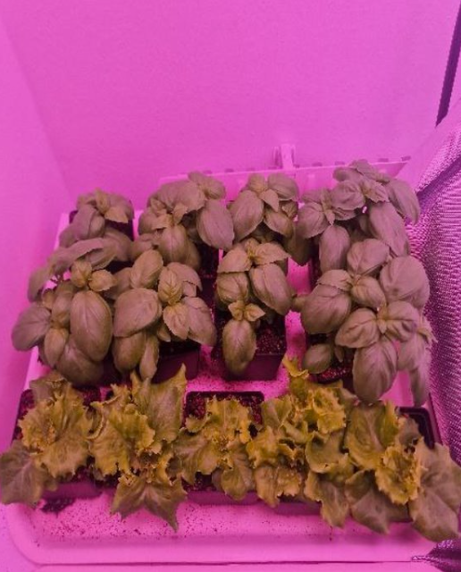 Result from a helioACADEMY project showing lettuce and basil