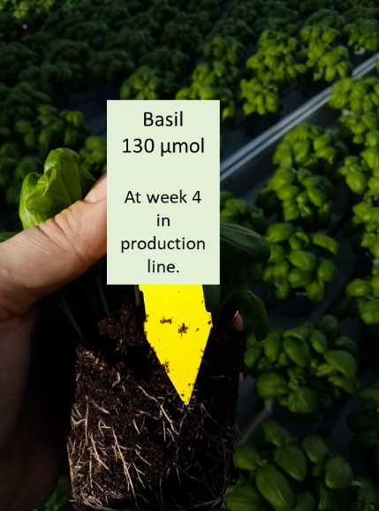 Basil 130 µmol, at week 4 in production line