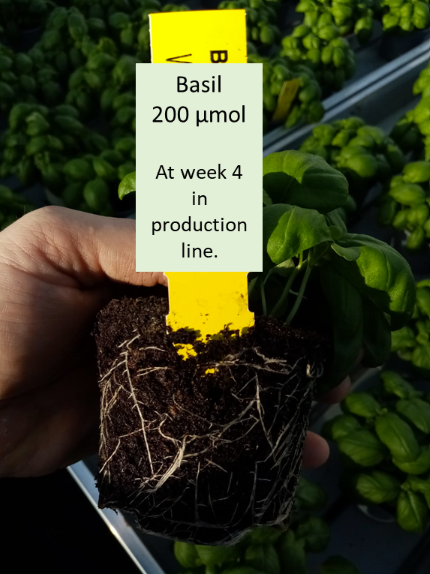 Basil 200 µmol, at week 4 in production line
