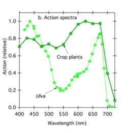 Graph showing action spectra, crop plants and ulva