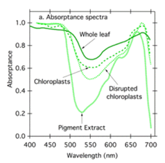 Graph showing absorptance spectra, whole leaf, chloroplasts, disrupted chloroplasts and pigment extract