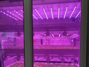 university of Arizona lab