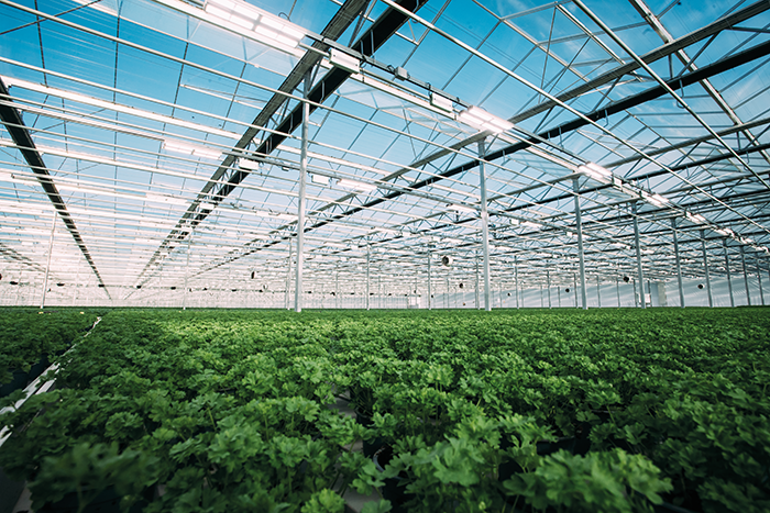 greenhouse