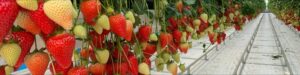Straeberries