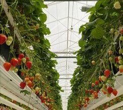 Strawberries in greenhouse