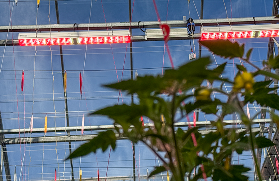 MITRA X led light at Tomatoworld