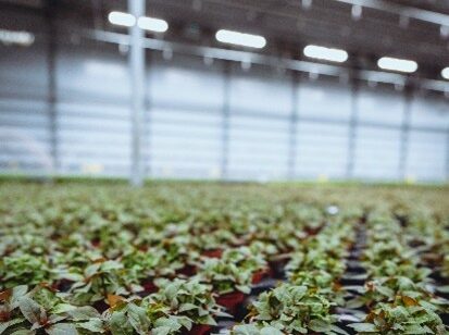 Tropica Greenhouse equipped with heliospectra led lights