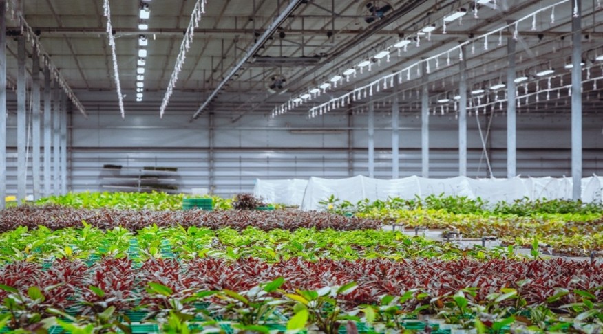 Tropica Achieves Energy Savings with heliospectra lights