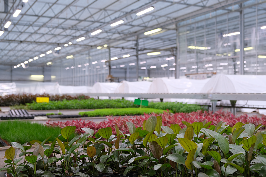 Tropica Greenhouse equipped with heliospectra led lights