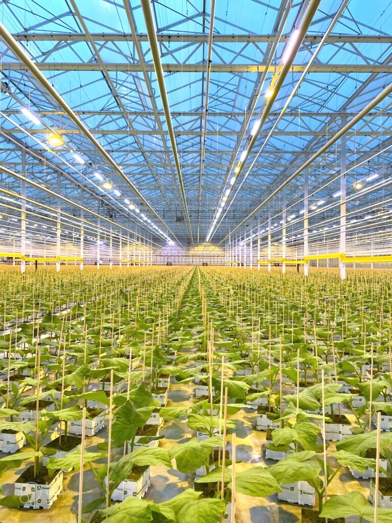 Proplant Propagation Services Ltd. LED installation