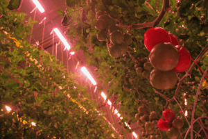 Tomatoworld with Heliospectra lights
